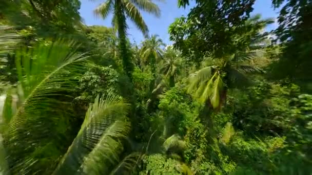 Hladký Fpv Let Svěžím Tropickým Deštným Pralesem Thajsku — Stock video