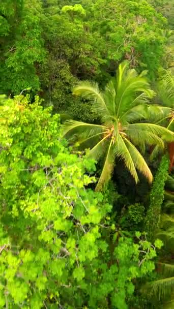 Вид Воздуха Зеленые Тропические Леса Таиланде — стоковое видео