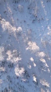 Güneşli bir günde, donmuş bir kış ormanındaki güzel karlı ağaçların manzarası..
