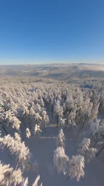 Filmischer Fpv Drohnenflug Über Schönen Verschneiten Bergwald Einem Sonnigen Tag — Stockvideo