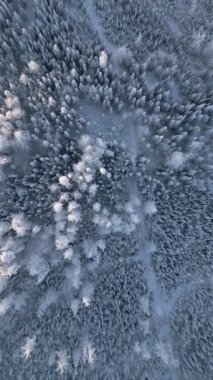 Kış mevsiminde yüksek karlı ve donmuş orman manzarasının en üst görüntüsü..