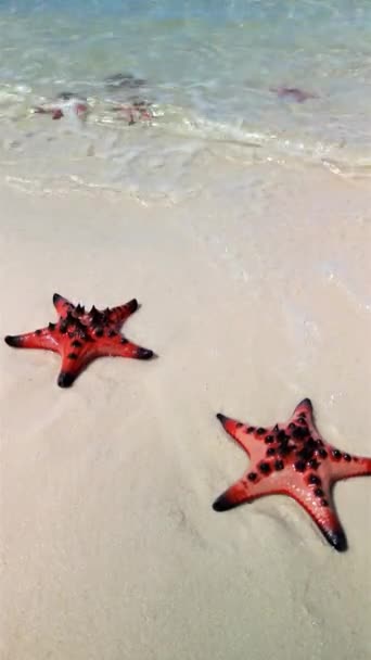 Rozgwiazdy Tropikalnej Plaży Bliska Koncepcje Lata Podróży Tropikalnych Wakacji — Wideo stockowe
