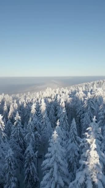 Кінематографічний Вид Красивий Засніжений Зимовий Гірський Ліс Сході Сонця — стокове відео
