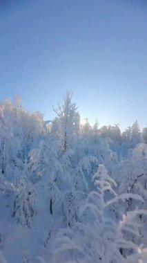 Peri masalı kar kaplı kış ormanlarında FPV insansız hava aracı uçuşu.