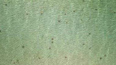 Vietnam 'daki Phu Quoc Adası tropikal denizinde denizyıldızı. Doğal arkaplan.