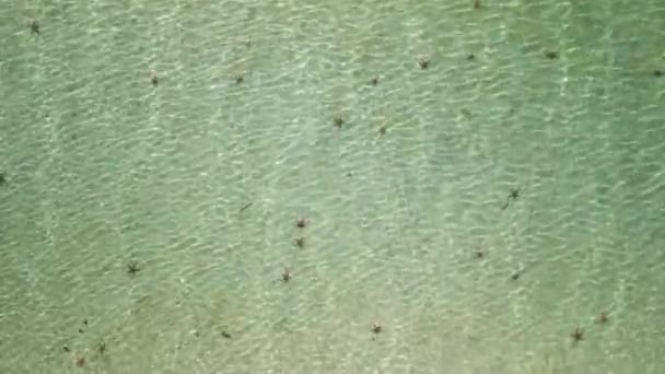 Starfish Mar Tropical Phu Quoc Island Vietnã Fundo Natural — Vídeo de Stock