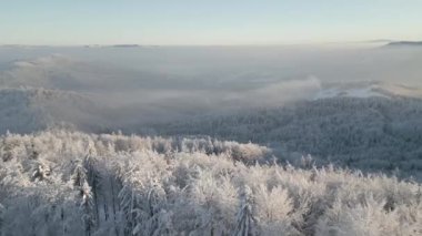Sisli bir dağ ormanının kış manzarası..