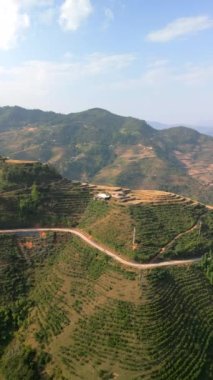 Kuzey Vietnam 'daki Ha Giang Döngüsü' ndeki kahve tarlası tepelerinin hava manzarası..