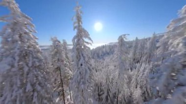 Güneşli bir günde, kış ormanlarında karla kaplı ağaçların arasında uçan FPV uçağı..