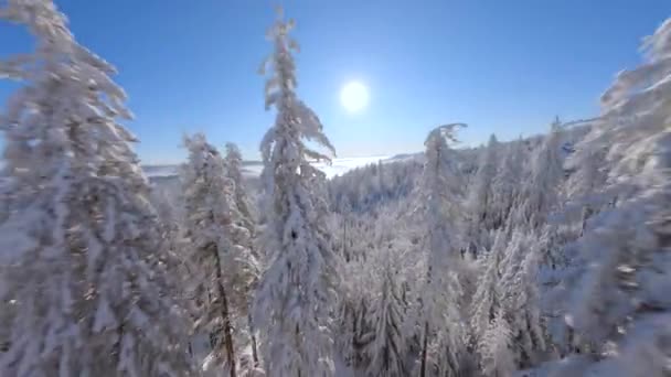 Mozgó Fpv Drónrepülés Gyönyörű Hófákkal Téli Hegyi Erdőben Egy Napsütéses — Stock videók