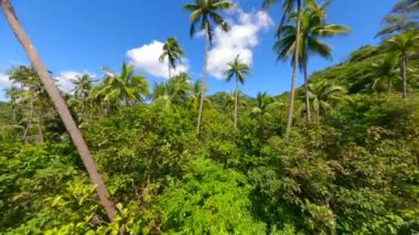 FPV insansız hava aracı Tayland 'daki cennet adasında yükselen palmiye ağaçları ve egzotik bitkilerle tropikal ormanlarda uçuyor..
