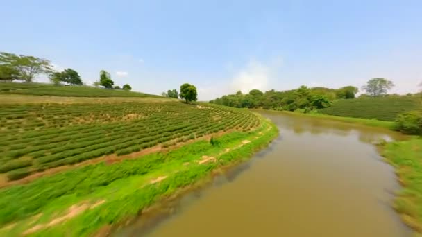 タイ北部チェンライのプランテーションヒルにおける紅葉樹上のFpvドローン飛行 — ストック動画