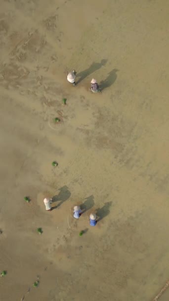 Вид Зверху Жінок Фермерів Які Саджають Рис Рисових Тарілках Єтнам — стокове відео