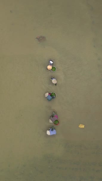 Вид Зверху Фермерів Які Саджають Рис Рисові Поля Єтнам — стокове відео