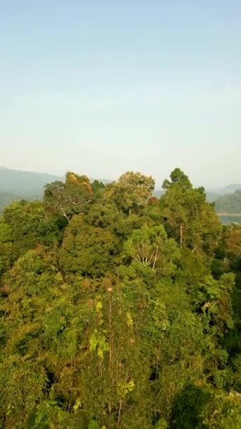 Vista Aérea Selva Tropical Siempreverde Lago Cheow Lan Khao Sok — Vídeo de stock