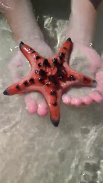 Starfish Mãos Perto Conceitos Verão Viagens Férias Tropicais — Vídeo de Stock
