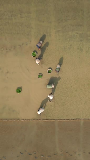 Ovanifrån Kvinnliga Jordbrukare Plantera Ris Risfälten Vietnam — Stockvideo