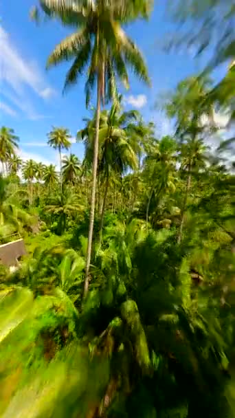 Cinematic Fpv Flight Palm Trees Tropical Island Sunny Day Thailand — Stock Video