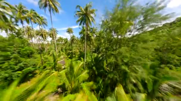 Cinematic Fpv Flight Palm Trees Tropical Island Sunny Day Thailand — Stock Video