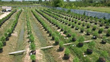 Tayland 'daki organik marihuana tarlasının hava manzarası