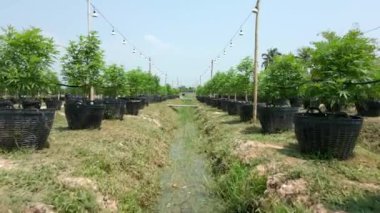 Açık havada organik marihuana tarlası, Tayland