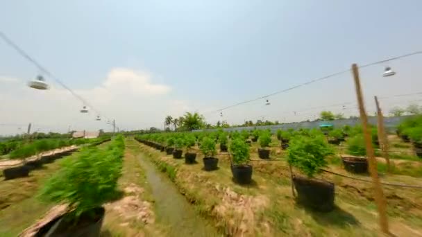 Dynamiczny Lot Fpv Nad Plantacją Marihuany Tajlandia — Wideo stockowe