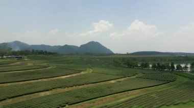 Chiang Rai, Tayland 'daki manzaralı çay tarlası manzarası..