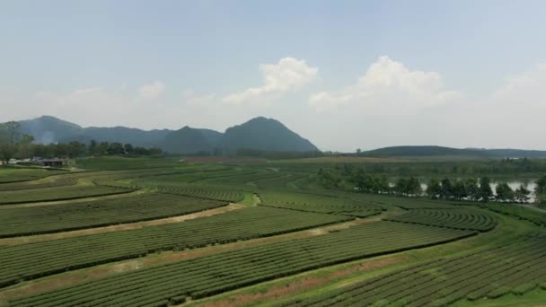 Aerial View Scenic Tea Plantation Chiang Rai Thailand — Stock Video