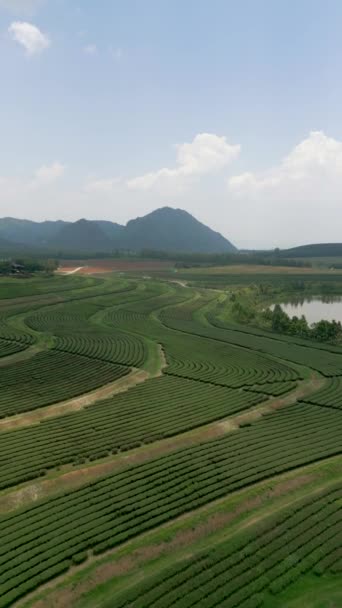 Légi Kilátás Festői Tea Ültetvény Chiang Rai Thaiföld — Stock videók