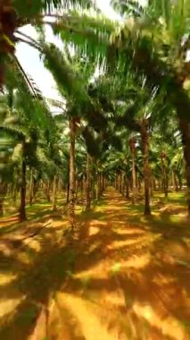 Tayland 'ın Krabi eyaletindeki palmiye ağaçlarının arasından FPV uçuşu..