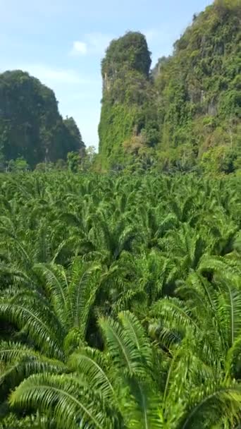 Vue Aérienne Palmiers Sur Une Plantation Dans Pittoresque Province Krabi — Video