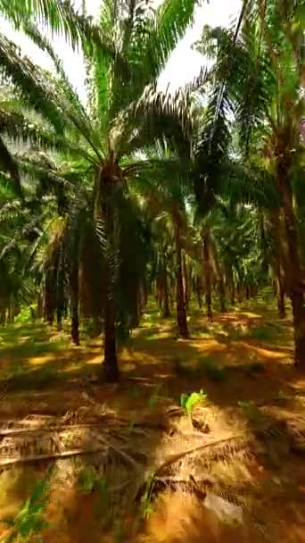 Fpv Flygning Genom Palmplantage Krabi Provinsen Thailand — Stockvideo
