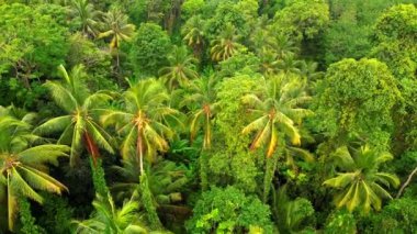 Tayland 'da yeşil bir tropikal yağmur ormanının havadan görünüşü.