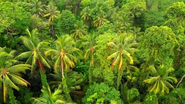 Вид Повітря Зелений Тропічний Тропічний Ліс Таїланді — стокове відео