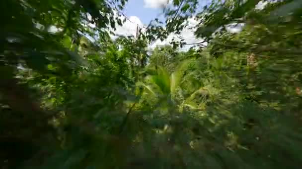 Soepele Fpv Vlucht Door Het Weelderige Tropische Regenwoud Zonnige Dag — Stockvideo