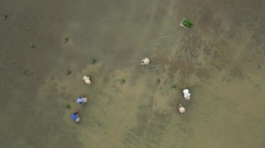 Kadın çiftçilerin pirinç tarlalarına pirinç ekmesi, Vietnam.