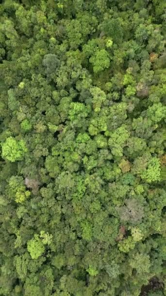 Blick Von Oben Auf Einen Dichten Tropischen Regenwald Thailand — Stockvideo