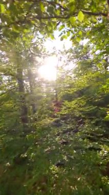 Pürüzsüz FPV yaz ormanlarında sabah güneşinde yeşil yaprak döken ağaçların arasından uçar.