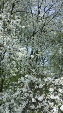 İlkbaharda çiçek açan ağaçlar. Doğal arkaplan.