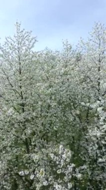 Baharda beyaz çiçeklerle açan ağaçlar.