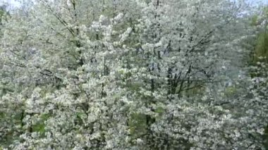 Baharda beyaz çiçeklerle açan ağaçlar.