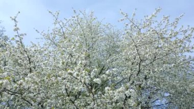 İlkbaharda çiçek açan ağaçlar. Doğal arkaplan.