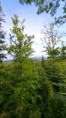 Dağlardaki yaz ormanlarında ağaçlar arasında uçan sinematik FPV.