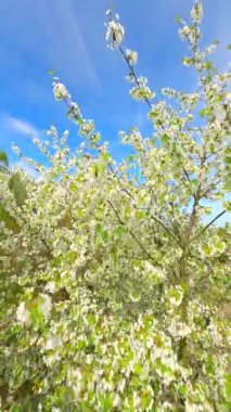 Pürüzsüz FPV baharda beyaz çiçeklerle açan ağaçların arasından uçar..