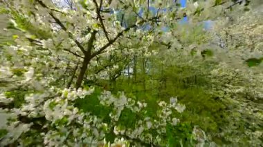 Pürüzsüz FPV baharda beyaz çiçeklerle açan ağaçların arasından uçar..