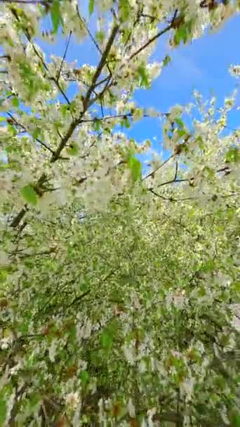 Sanfter Fpv Flug Durch Blühende Bäume Mit Weißen Blüten Frühling — Stockvideo