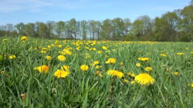 Baharda çayırda sarı karahindiba, doğal arka plan..
