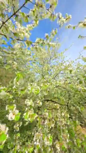 Fpv Repül Keresztül Virágzó Fák Fehér Virágok Tavasszal — Stock videók