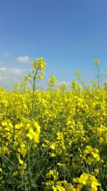 Sarı kolza tohumu çiçekleri ve baharda mavi gökyüzü