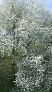 Baharda beyaz çiçeklerle açan ağaçlar.